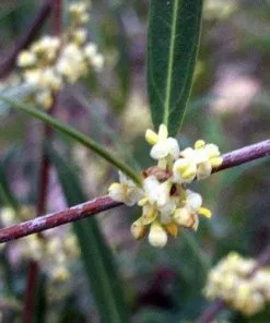 Future Forests Phillyrea Angustifolia 11 Future Forests Phillyrea Angustifolia