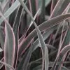 Future Forests Phormium Pink Stripe