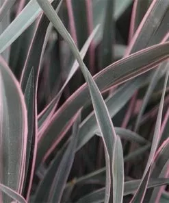 Future Forests Phormium Pink Stripe