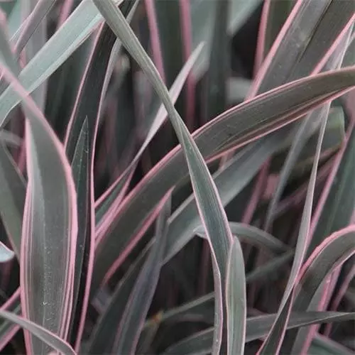 Future Forests Phormium Pink Stripe 3 Future Forests Phormium Pink Stripe