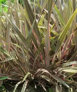 Future Forests Phormium Pink Stripe