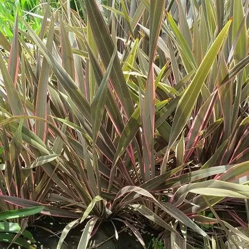 Future Forests Phormium Pink Stripe 4 Future Forests Phormium Pink Stripe
