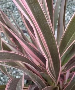 Future Forests Phormium Pink Stripe 8 Future Forests Phormium Pink Stripe