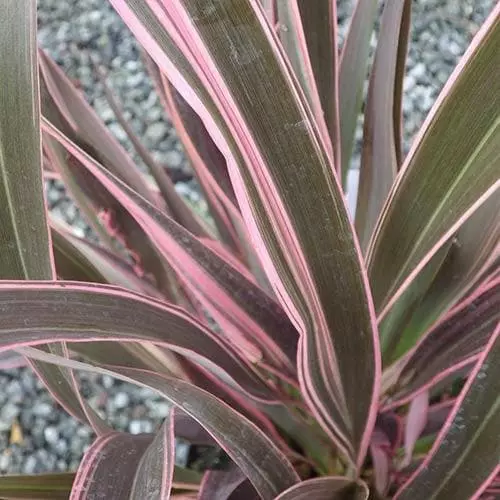 Future Forests Phormium Pink Stripe 5 Future Forests Phormium Pink Stripe