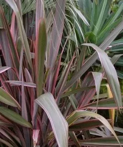 Future Forests Phormium Pink Stripe 9 Future Forests Phormium Pink Stripe