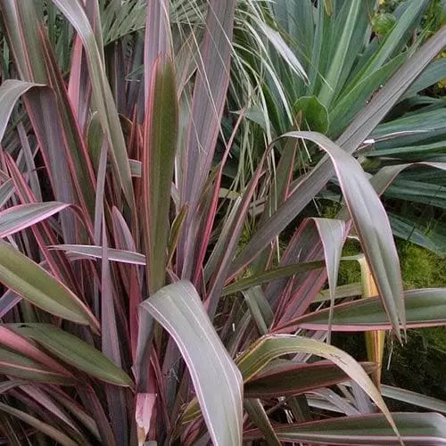 Future Forests Phormium Pink Stripe 6 Future Forests Phormium Pink Stripe
