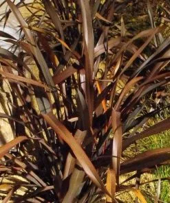 Future Forests Shrubs Phormium Platt’s Black