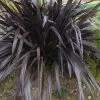 Future Forests Shrubs Phormium Platt’s Black
