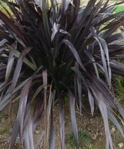 Future Forests Shrubs Phormium Platt’s Black