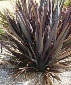 Future Forests Phormium Tenax Purpureum Shrubs