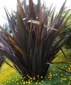 Future Forests Phormium Tenax Purpureum Shrubs