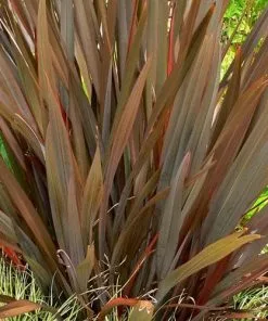 Future Forests Phormium Tenax Purpureum Shrubs