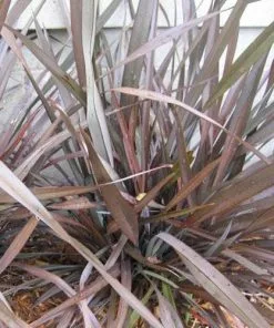 Future Forests Phormium Tenax Purpureum Shrubs