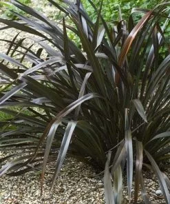 Future Forests Phormium Tenax Purpureum Shrubs