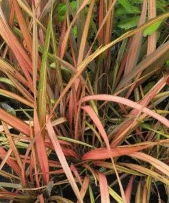 Future Forests Phormium Apricot Queen Shrubs