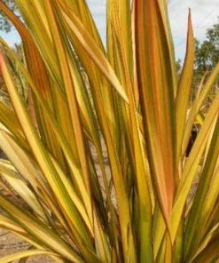 Future Forests Phormium Apricot Queen Shrubs
