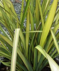 Future Forests Phormium Apricot Queen Shrubs