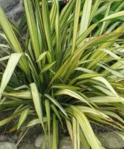 Future Forests Phormium Apricot Queen Shrubs