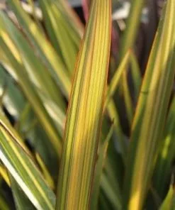 Future Forests Phormium Apricot Queen Shrubs