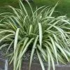 Future Forests Shrubs Phormium Cream Delight