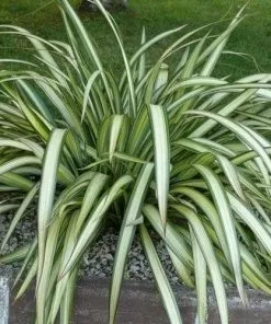 Future Forests Shrubs Phormium Cream Delight