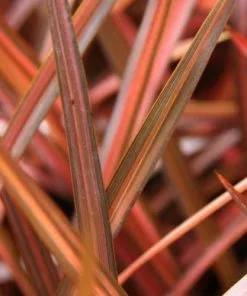 Future Forests Phormium Evening Glow Shrubs