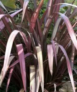 Future Forests Phormium Evening Glow Shrubs