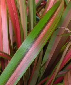 Future Forests Phormium Jester