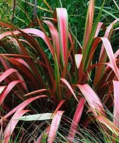 Future Forests Phormium Jester