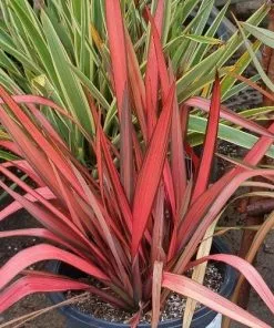 Future Forests Shrubs Phormium Margaret Jones