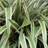 Future Forests Phormium Tricolor