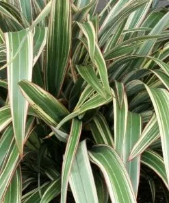 Future Forests Phormium Tricolor
