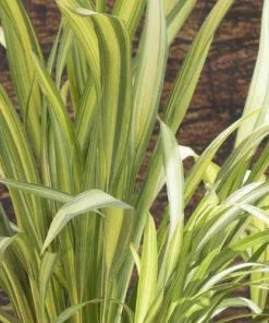 Future Forests Phormium Yellow Wave