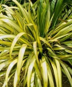 Future Forests Phormium Yellow Wave