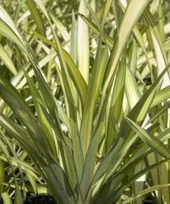 Future Forests Phormium Yellow Wave