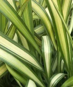 Future Forests Phormium Yellow Wave