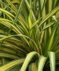 Future Forests Phormium Yellow Wave