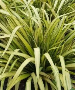 Future Forests Phormium Yellow Wave