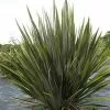 Future Forests Phormium Tenax