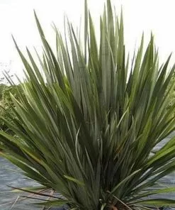 Future Forests Phormium Tenax