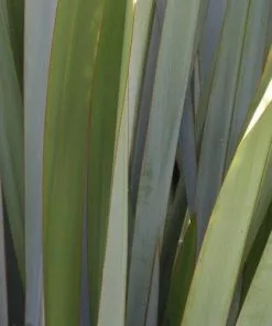 Future Forests Phormium Tenax