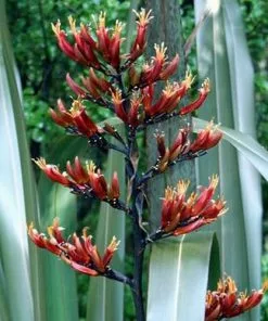 Future Forests Phormium Tenax