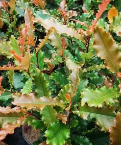 Future Forests Hedging Photinia Serratifolia Crunchy