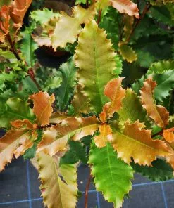 Future Forests Hedging Photinia Serratifolia Crunchy