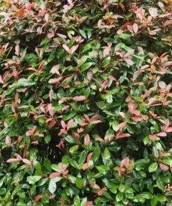 Future Forests Hedging Photinia X Fraseri Red Robin