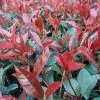 Future Forests Hedging Photinia X Fraseri Red Robin