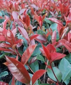 Future Forests Photinia X Fraseri Little Red Robin Hedging