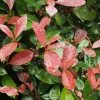 Future Forests Photinia X Fraseri Little Red Robin Hedging