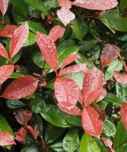 Future Forests Photinia X Fraseri Little Red Robin Hedging
