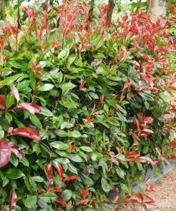 Future Forests Hedging Photinia X Fraseri Red Robin